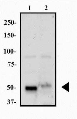 Western Blot: HNF-3 alpha/FoxA1 Antibody (3B3NB)Azide and BSA Free [NBP2-45355]