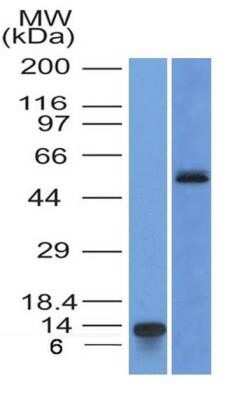 Western Blot: HNF-3 alpha/FoxA1 Antibody (3B3NB)Azide and BSA Free [NBP2-45355]