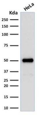 Western Blot: HNF-3 alpha/FoxA1 Antibody (FOXA1/1512)Azide and BSA Free [NBP2-54576]