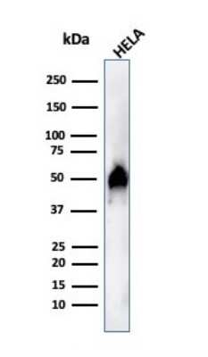 Western Blot: HNF-3 alpha/FoxA1 Antibody (FOXA1/1515)Azide and BSA Free [NBP2-54415]