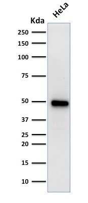 Western Blot: HNF-3 alpha/FoxA1 Antibody (FOXA1/1519)Azide and BSA Free [NBP2-54413]