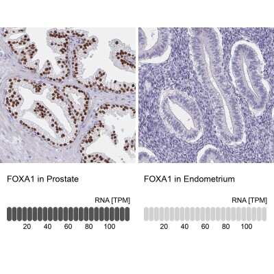 Immunohistochemistry-Paraffin: HNF-3 alpha/FoxA1 Antibody [NBP2-38628]