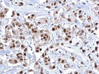 Immunohistochemistry-Paraffin: HNF-3 alpha/FoxA1 Antibody [NBP1-30877]