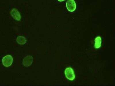 Immunocytochemistry/ Immunofluorescence: HNF-3 beta/FoxA2 Antibody (OTI3C10) [NBP2-02088]