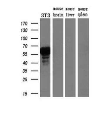 Western Blot: HNF-3 beta/FoxA2 Antibody (OTI3C10) [NBP2-02088]