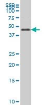 Western Blot: HNF-3 beta/FoxA2 Antibody (6C12) [H00003170-M12]