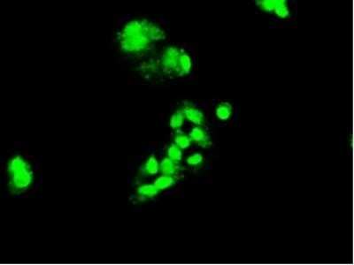 Flow Cytometry: HNF-3 beta/FoxA2 Antibody (OTI3C10) - Azide and BSA Free [NBP2-70904]