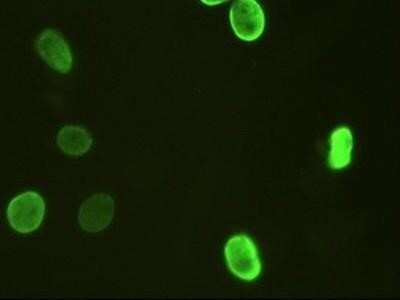 Immunocytochemistry/ Immunofluorescence: HNF-3 beta/FoxA2 Antibody (OTI3C10) - Azide and BSA Free [NBP2-70904]