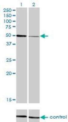 Western Blot: HNF-4 alpha/NR2A1 Antibody (4E2) [H00003172-M04]