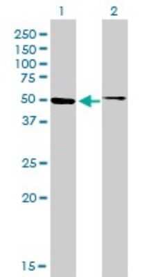 Western Blot: HNF-4 alpha/NR2A1 Antibody (4E2) [H00003172-M04]