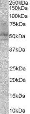 Western Blot: HNF-4 alpha/NR2A1 Antibody [NB100-1783]