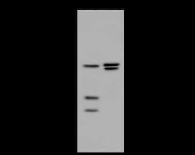 Western Blot: HNF-4 gamma/NR2A2 Antibody [NBP2-98899]