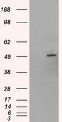 Western Blot: HNF-6/ONECUT1 Antibody (OTI4F12) [NBP1-47903]