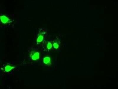 Immunocytochemistry/ Immunofluorescence: HNF-6/ONECUT1 Antibody (OTI4F12) - Azide and BSA Free [NBP2-70906]