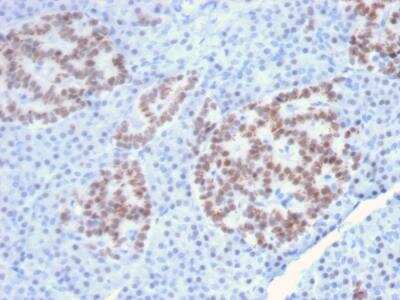 Immunohistochemistry-Paraffin: HNF1 Antibody (HNF1A/2087) - Azide and BSA Free [NBP2-79911]