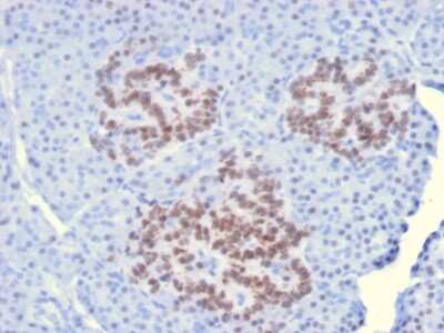 Immunohistochemistry-Paraffin: HNF1 Antibody (HNF1A/2087) [NBP2-79777]