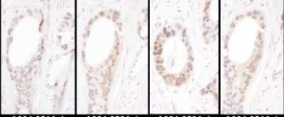 Immunohistochemistry: HNF1 Antibody [NBP2-32123]