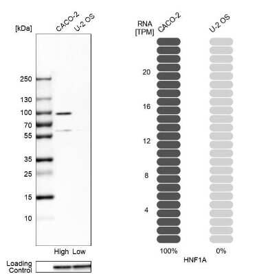 Western Blot: HNF1 Antibody [NBP2-38243]