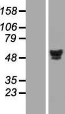 Western Blot: HNF-4 alpha/NR2A1 Overexpression Lysate [NBL1-11632]
