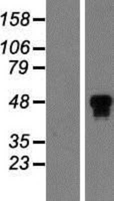 Western Blot: HNF-4 alpha/NR2A1 Overexpression Lysate [NBP2-11604]