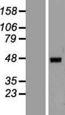Western Blot: HNF-4 alpha/NR2A1 Overexpression Lysate [NBP2-11605]