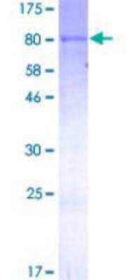 SDS-PAGE: Recombinant Human HNF-4 alpha/NR2A1 GST (N-Term) Protein [H00003172-P01]