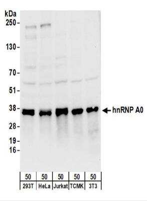 Western Blot: HNRNPA0 Antibody [NBP2-22293]
