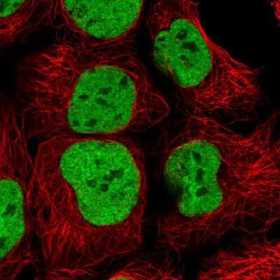 Immunocytochemistry/ Immunofluorescence: HNRNPUL1 Antibody [NBP2-47432]