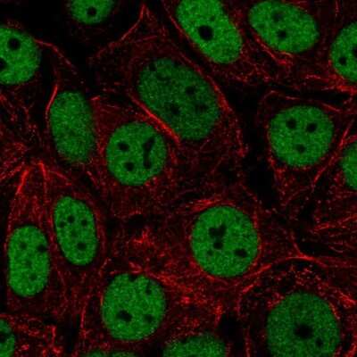 Immunocytochemistry/ Immunofluorescence: HNRNPUL2 Antibody [NBP2-55550]
