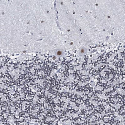 Immunohistochemistry-Paraffin: HNRNPUL2 Antibody [NBP1-92001]
