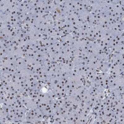 Immunohistochemistry-Paraffin: HNRNPUL2 Antibody [NBP1-92001]