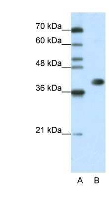 Western Blot: HNRPA3 Antibody [NBP1-80486]