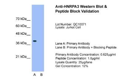 Western Blot: HNRPA3 Antibody [NBP1-80486]