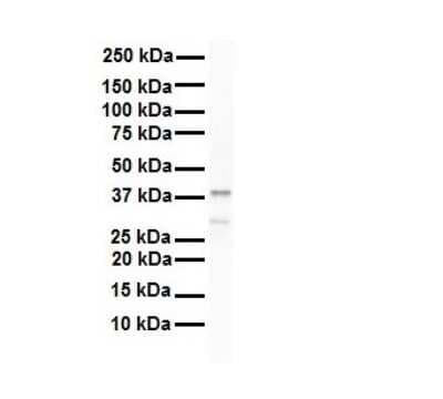 Western Blot: HNRPA3 Antibody [NBP1-80486]