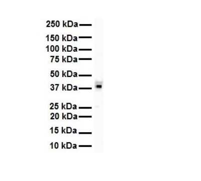Western Blot: HNRPA3 Antibody [NBP1-80486]