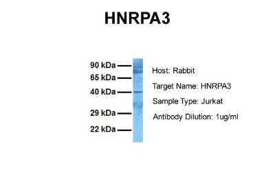 Western Blot: HNRPA3 Antibody [NBP1-80486]
