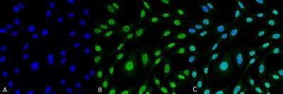 Immunocytochemistry/ Immunofluorescence: HO-1/HMOX1/HSP32 Antibody (6B8-2F2) [NBP2-59338]
