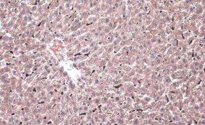 Immunohistochemistry-Paraffin: HO-1/HMOX1/HSP32 Antibody [NBP1-31341]