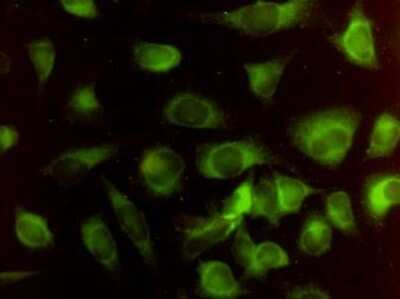 Immunocytochemistry/ Immunofluorescence: HO-2/HMOX2 Antibody (1D8-1A8) [H00003163-M01]