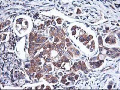 Immunohistochemistry: HO-2/HMOX2 Antibody (OTI1C2) - Azide and BSA Free [NBP2-70895]