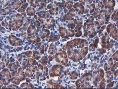 Immunohistochemistry: HO-2/HMOX2 Antibody (OTI1C2) - Azide and BSA Free [NBP2-70895]