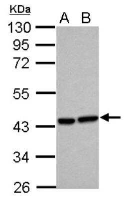Western Blot: HO-2/HMOX2 Antibody [NBP2-16804]