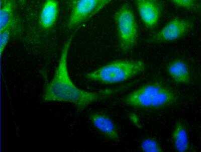 Immunocytochemistry/ Immunofluorescence: HOMER1 Antibody [NBP1-44999]