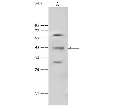 Western Blot: HOMER1 Antibody [NBP2-99478]