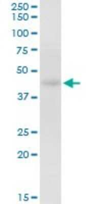 Western Blot: HOMER2 Antibody [H00009455-D01P]