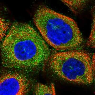 Immunocytochemistry/ Immunofluorescence: HOMER3 Antibody [NBP2-32607]
