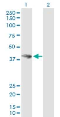 Western Blot: HOMER3 Antibody [H00009454-B01P]