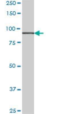 Western Blot: HOOK1 Antibody (1D11) [H00051361-M02]