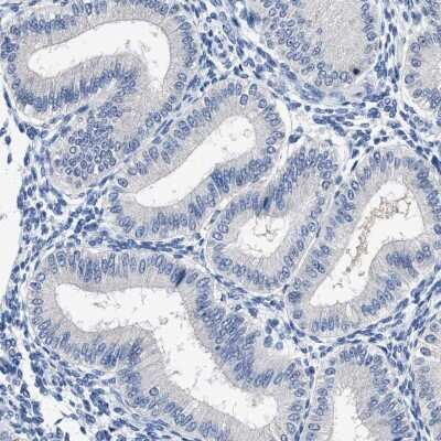 Immunohistochemistry-Paraffin: HOOK1 Antibody [NBP1-81744]