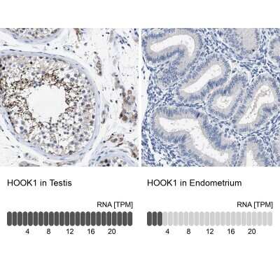 Immunohistochemistry-Paraffin: HOOK1 Antibody [NBP1-81744]